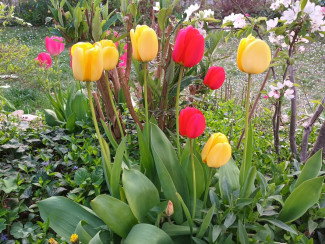 Tulpen 