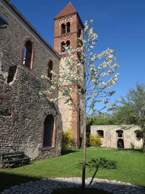 Versöhnungskirche mit Kirschbaum