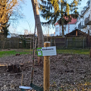 Junge Elsbeere im Gemeindegarten